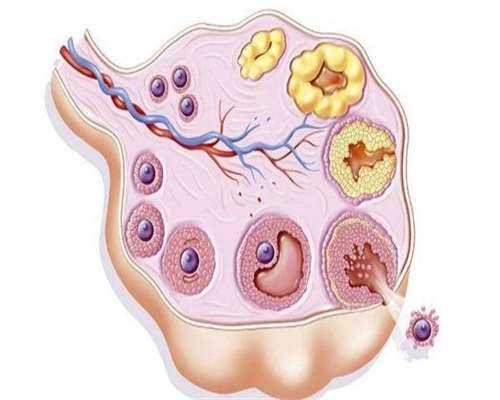 哺乳期成都助孕妈妈吃什么好